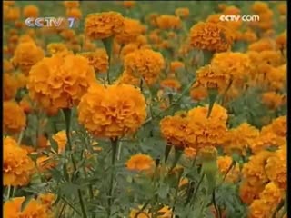 marigolds, tagetes (lat. tagetes erecta) wanshouju (eternal longevity chrysanthemum)